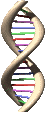 ADN